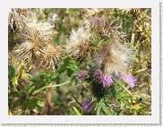 2005-09-04 14-18-01 Sept 92,7mm 1_400_eme F5,0 * 2592 x 1944 * (1.59MB)